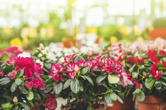Trouver des plantes fleuries pour décorer son jardin à Cusset 