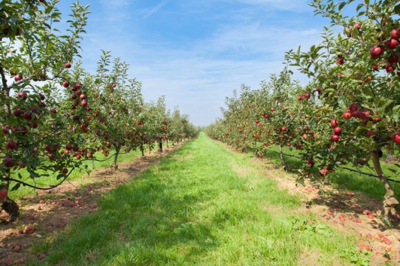 Conseils et informations sur plantation d'arbres fruitiers à Vichy