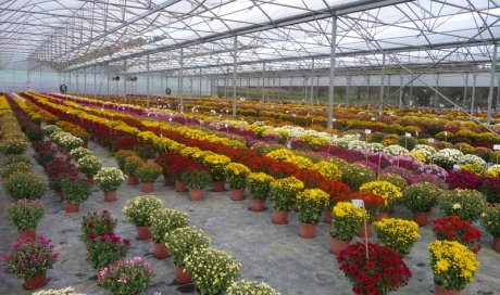 AUX SERRES FLEURIES Production de plantes Cusset 