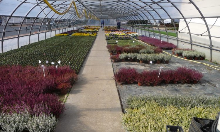 AUX SERRES FLEURIES Production de plantes Cusset 